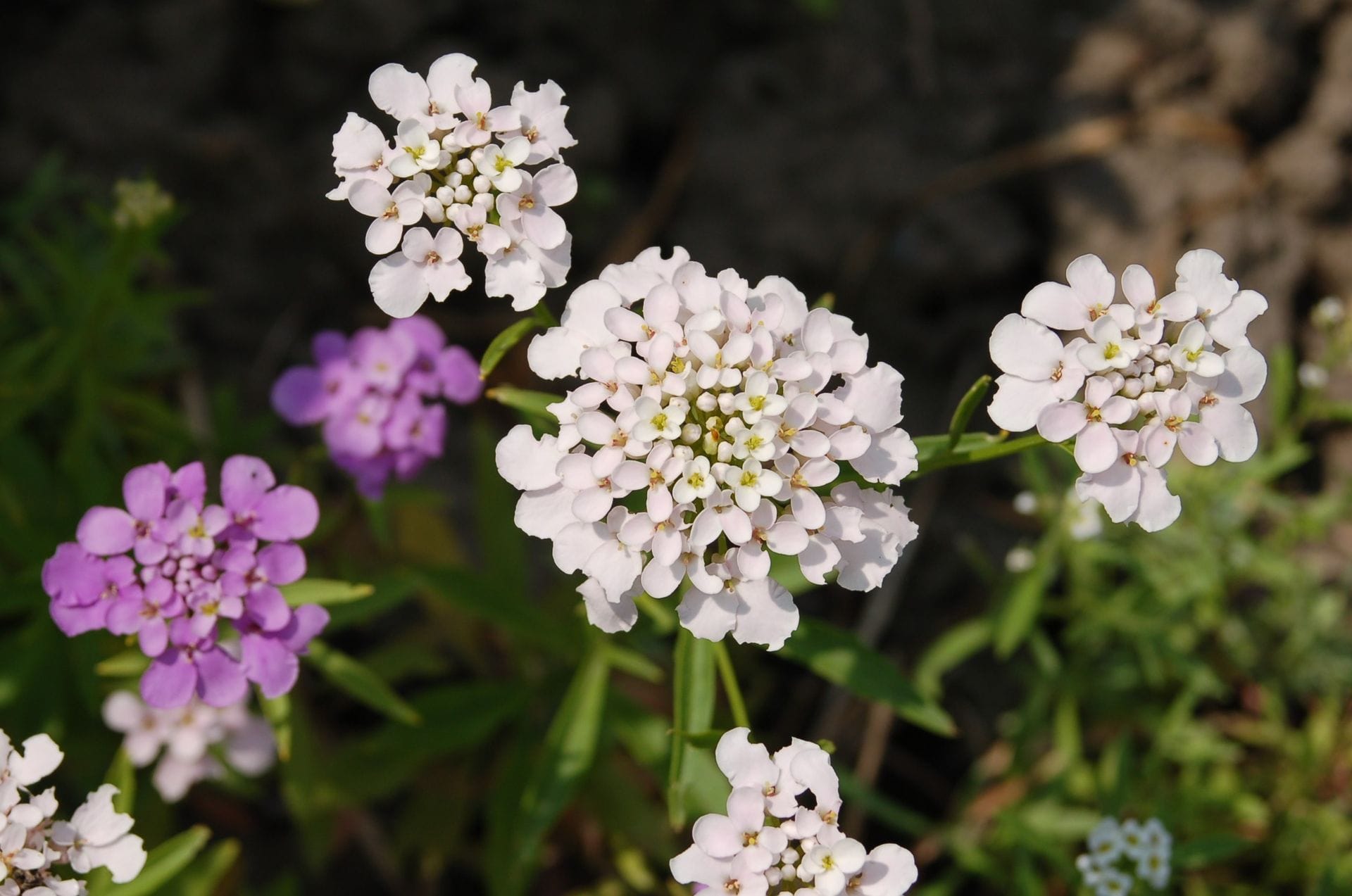 Candytuft