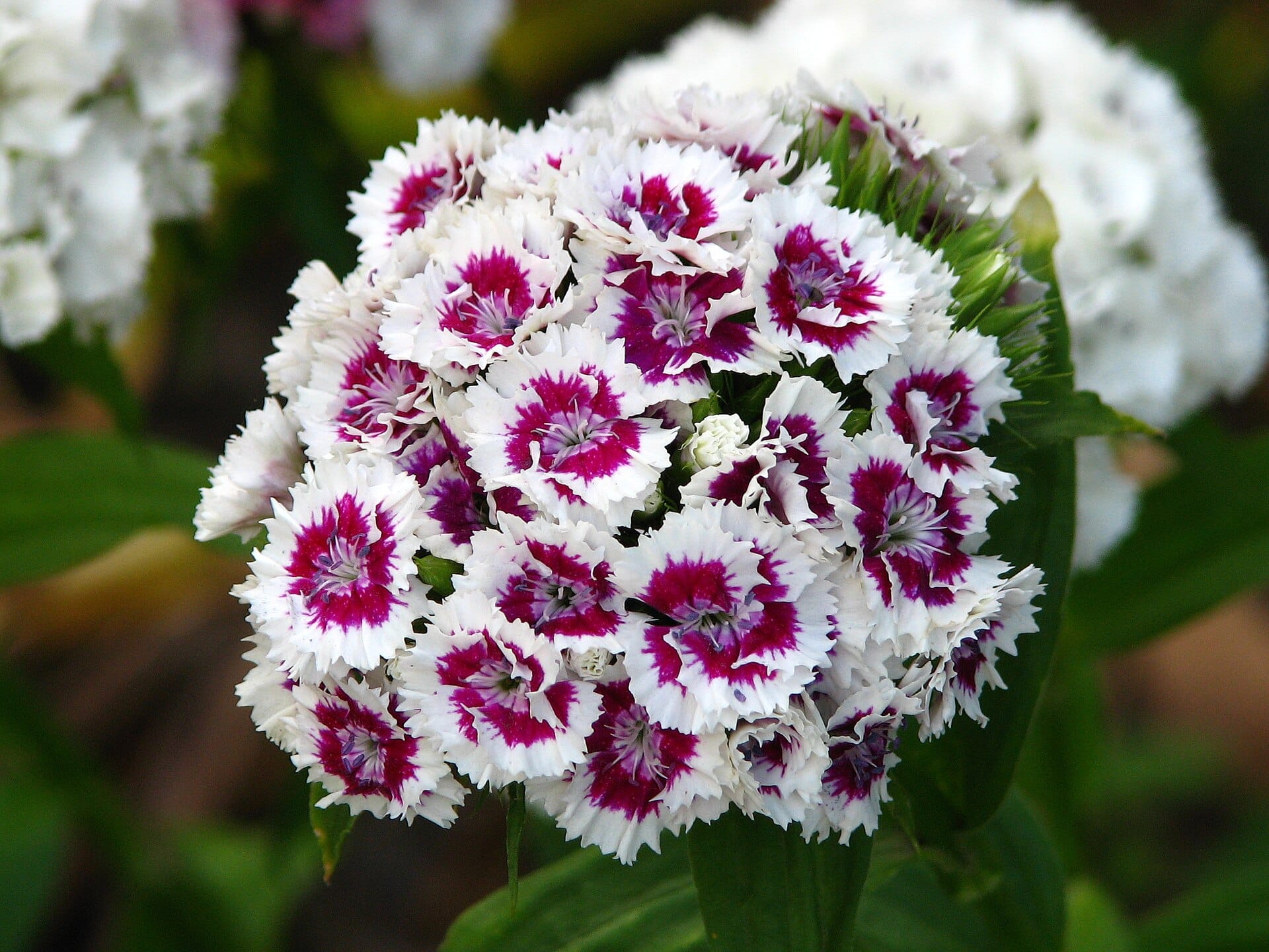 Sweet William Pinks