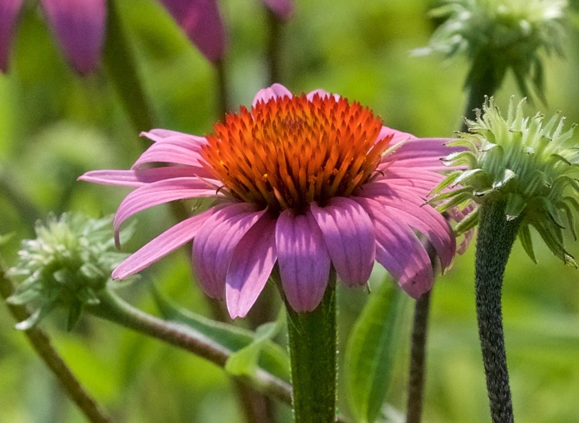 Purple Coneflower
