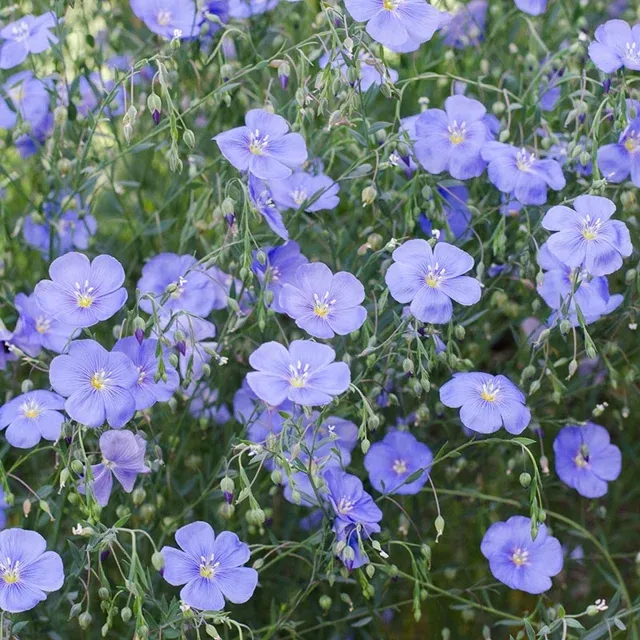 Blue Flax