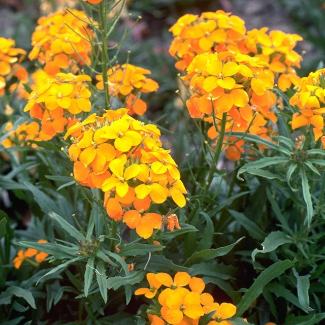 Siberian Wallflower