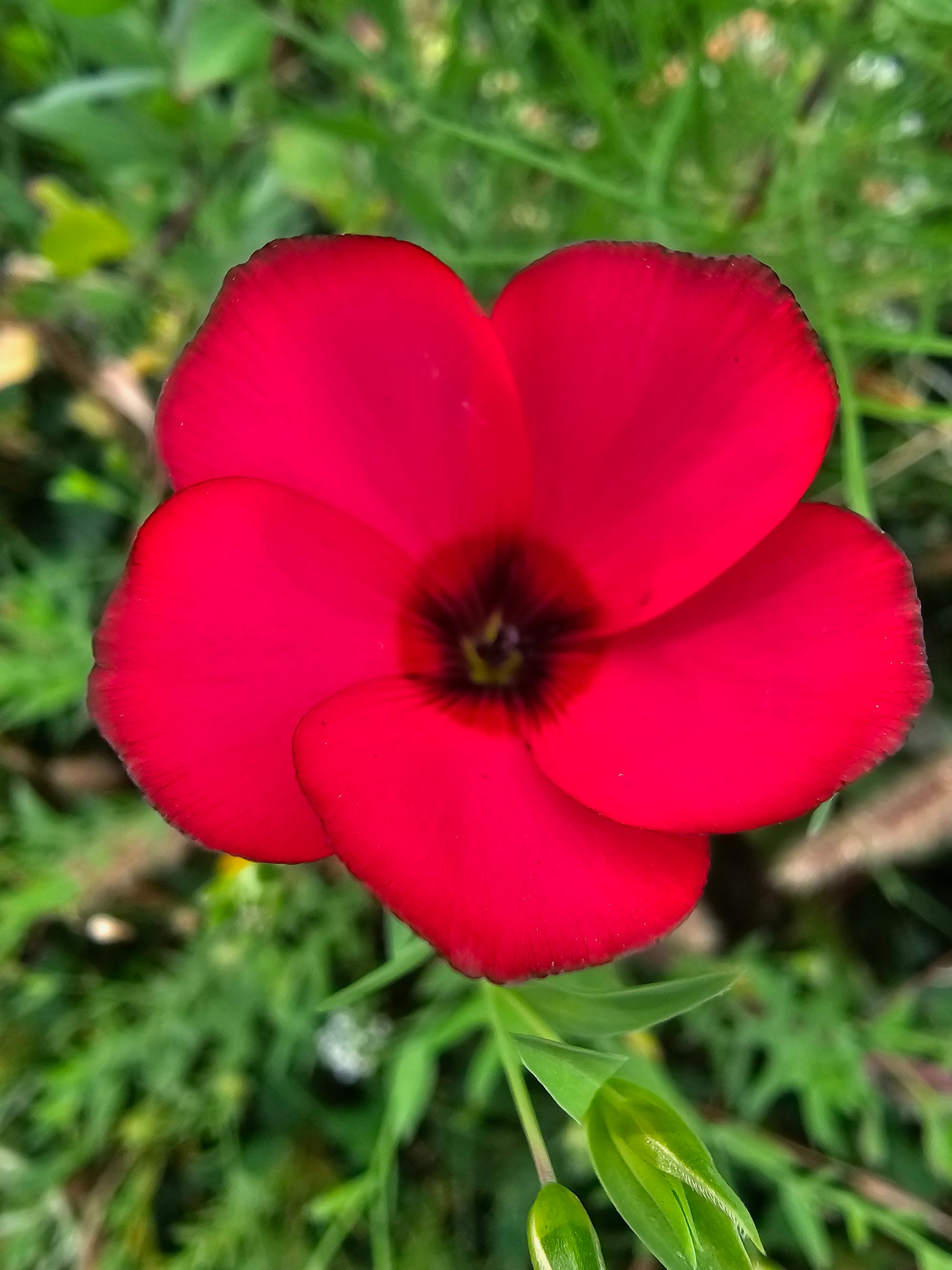 Scarlet Flax