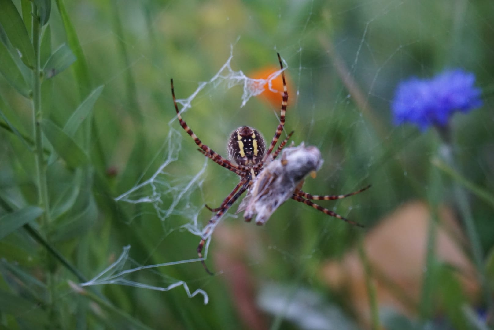 Garden Spider