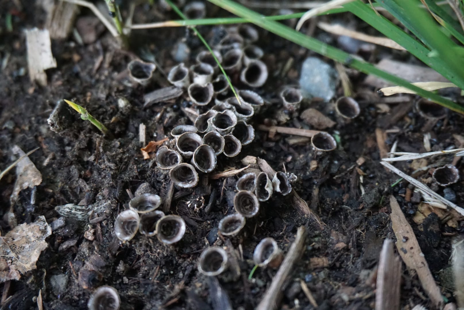 Birds Nest Fungi