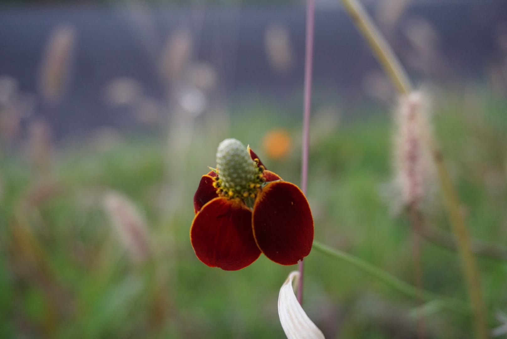 Prairie Coneflower