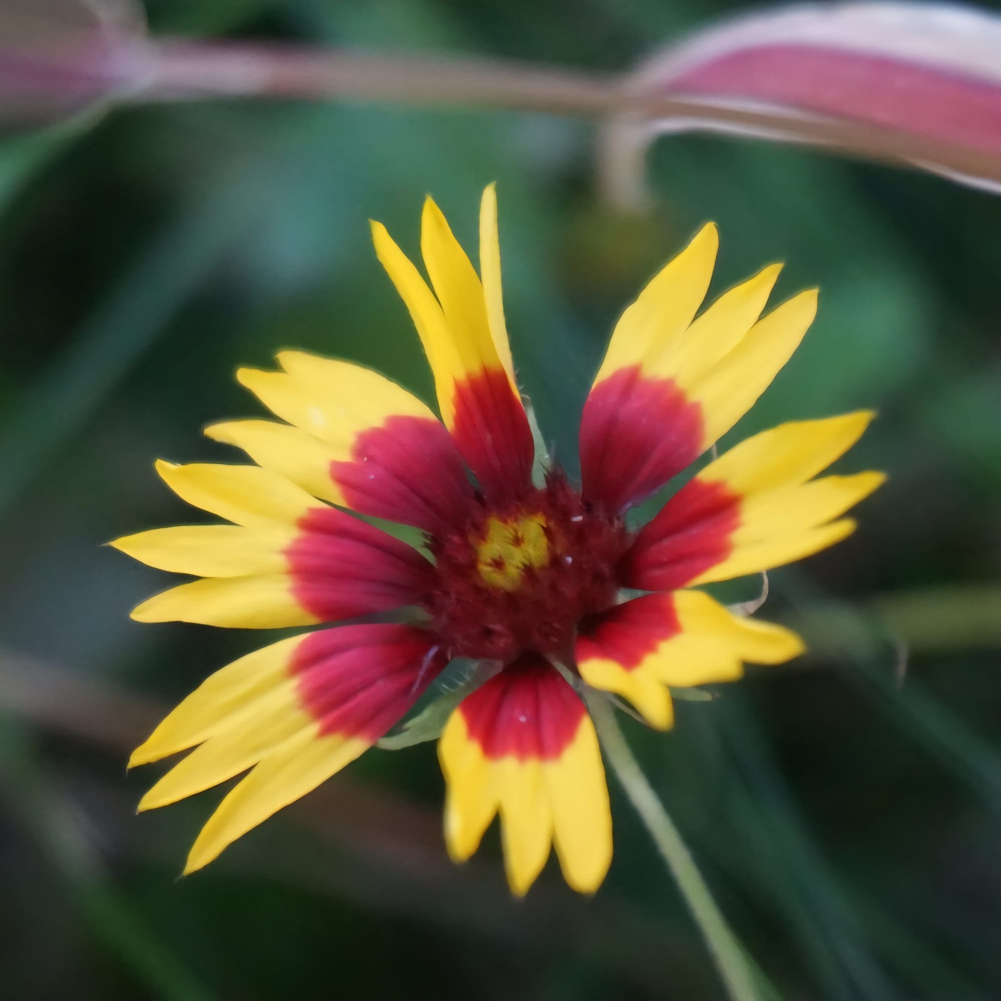Indian Blanket