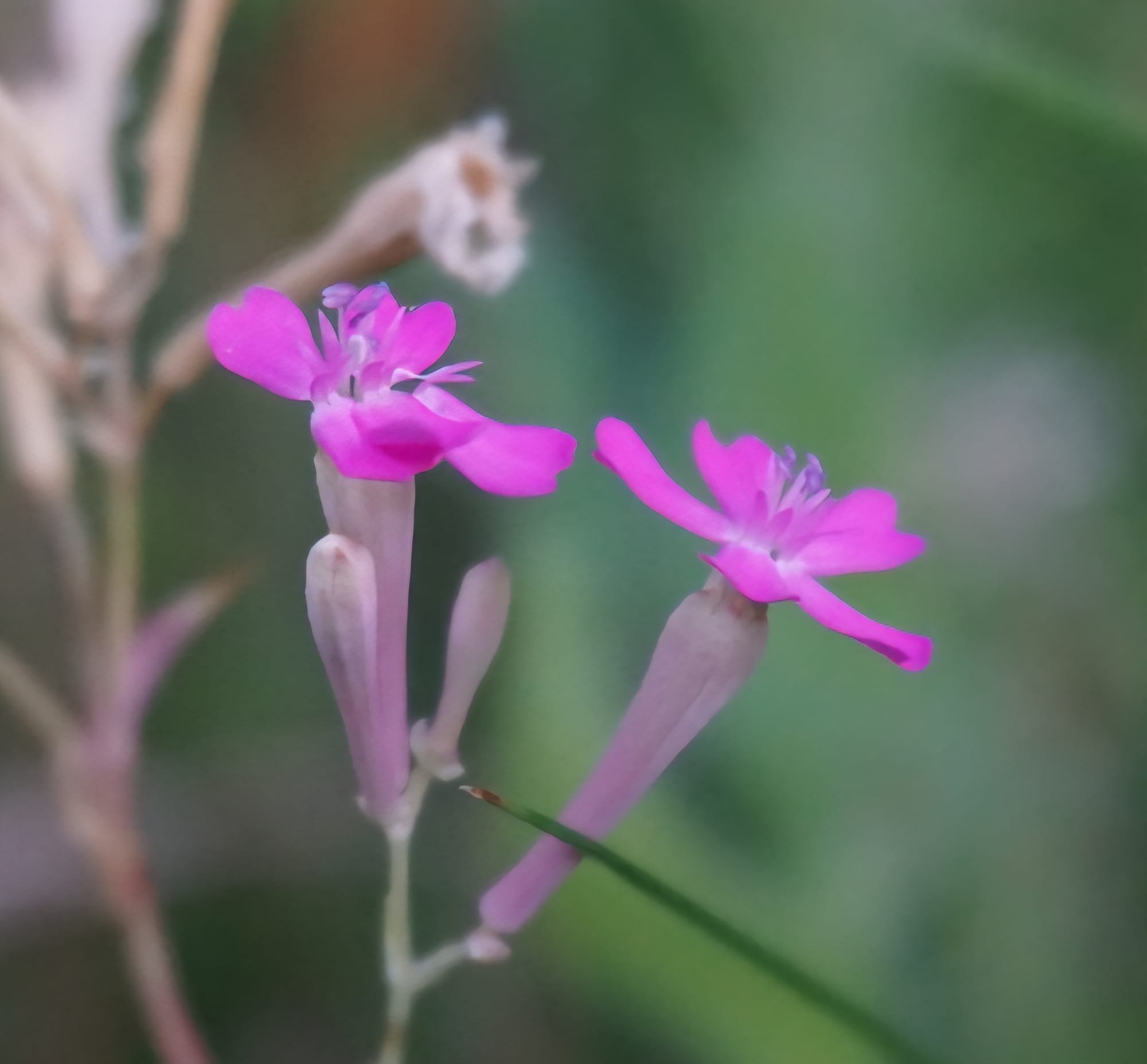 Catchfly